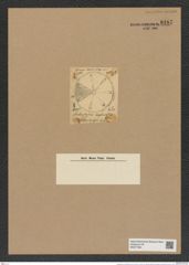 Aulacodiscus umbonatus Grev. (de-Toni-Nr.: Genus 182, Species 4565) Zeichnungen Sammlung Grunow Nr. 8187 (NHMW-BOT-W0377564)